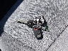 2HGES16515H****** Salvamento 2005 Honda Civic en Estado de Connecticut