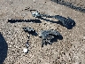 5N1AT3BB0MC****** Wrecked 2021 Nissan Rogue in Texas State