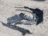 5NPLS4AG6MH****** Wrecked 2021 Hyundai Elantra in Pennsylvania State
