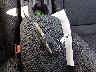 5YFB4MDE7SP****** Salvage 2025 Toyota Corolla in North Carolina State