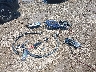 WA1C4AFY4J2****** Destrozados 2018 Audi SQ5 en Estado de Texas