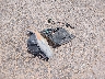 3N1AB61E67L****** Wrecked 2007 Nissan Sentra in Texas State