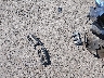JF2SJAEC8HH****** Wrecked 2017 Subaru Forester in New Mexico State