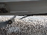 TJZ0Y10***** Salvage and Repairable 2006 Triton 17' in Texas State
