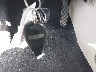 2C4RDGDGXDR****** Salvage 2013 Dodge Grand Caravan in Arizona State