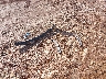 1C4RJFAG0JC****** Wrecked 2018 Jeep Grand Cherokee in Missouri State