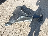 1G6AA5RA3F0****** Destrozados 2015 Cadillac ATS en Estado de Texas