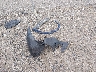 WA1EECF34R1****** Wrecked 2024 Audi Q3 in Montana State