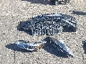 3G1BF6SM8HS****** Wrecked 2017 Chevrolet Cruze in Oregon State