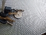 1F66F5DY1B0****** Salvage 2011 Ford Motorhome Chassis in Washington State
