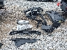 5NMP24GL4TH****** Salvage and Wrecked 2026 Hyundai Santa Fe in Gulf Coast