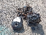 JS1EJ11B5P7****** Wrecked 2023 Suzuki Hayabusa