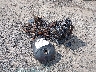 JS1EJ11B5P7****** Salvage and Wrecked 2023 Suzuki Hayabusa in Raleigh