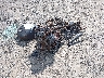 JS1EJ11B5P7****** Used and Repairable 2023 Suzuki Hayabusa in Raleigh