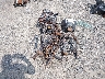 JS1EJ11B5P7****** Salvage and Repairable 2023 Suzuki Hayabusa in North Carolina State