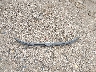 3FTTW8E31NR****** Wrecked 2022 Ford Maverick in Texas State