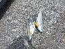 1FMCU0GD5KU****** Wrecked 2019 Ford Escape in South Carolina State