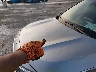 KNDEPCAAXN7****** Salvage and Repairable 2022 Kia Seltos in Texas State