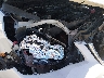 JF2SJAFC5GH****** Salvage and Repairable 2016 Subaru Forester in Colorado State