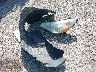 4S4BRBCC6C3****** Wrecked 2012 Subaru Outback in Missouri State