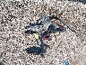 JM3KFACL1H0****** Destrozados 2017 Mazda CX-5 en Estado de Texas