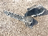 1HGCV1F11MA****** Wrecked 2021 Honda Accord in Texas State