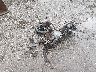 ZD4KSUG09PS****** Used and Repairable 2023 Aprilia Rs in Tidewater