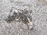 ZD4KSUG09PS****** Used and Repairable 2023 Aprilia Rs in Virginia State