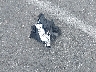 5UXCR6C57KL****** Wrecked 2019 BMW X5 in California State