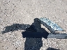 1HGCP36808A****** Wrecked 2008 Honda Accord in Indiana State