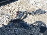 KMHLW4DKXSU****** Wrecked 2025 Hyundai Elantra N in Ohio State