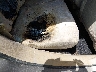 1C4PJLCB0KD****** Salvamento y Reparables 2019 Jeep Cherokee en Estado de Carolina del Norte