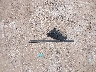 JM3KE2CY2E0****** Wrecked 2014 Mazda CX-5 in Texas State
