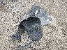 1FMCU9J97HU****** Wrecked 2017 Ford Escape in Indiana State