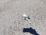 ML5EXEP18RD****** Wrecked 2024 Kawasaki Ninja 650 in Arizona State