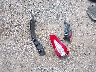 3FA6P0T97GR****** Destrozados 2016 Ford Fusion en Estado de Iowa