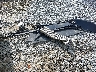 WAUC8AFC6HN****** Wrecked 2017 Audi A6 in Mississippi State