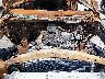 3D7KU28663G****** Repairable 2003 Dodge Ram 2500 in Austin North