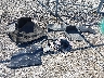 3KPA24AD3PE****** Wrecked 2023 Kia Rio in Kentucky State