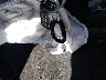 2C4RC1FG4RR****** Salvamento 2024 Chrysler Pacifica en Estado de Colorado