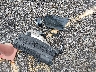 5FNRL5H67CB****** Wrecked 2012 Honda Odyssey in Kentucky State