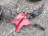 2T1BURHE6HC****** Wrecked 2017 Toyota Corolla in Kentucky State