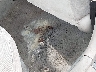 1NXBR12E61Z****** Repairable 2001 Toyota Corolla