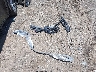 7SAYGDEE3PF****** Salvage 2023 Tesla Model Y in New Jersey State