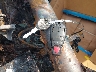 1C6RR6GT0ES****** Salvage 2014 RAM 1500 in North Carolina State