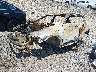 ZACNDFAN7R3****** Used and Repairable 2024 Dodge Hornet in Kansas City
