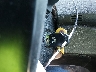 1HGCR2F50FA****** Salvamento 2015 Honda Accord en Estado de Ohio