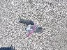 1FMCU0GD7HU****** Destrozados 2017 Ford Escape en Estado de Missouri