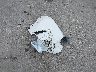 7FARS6H61TE****** Wrecked 2026 Honda CR-V Hybrid in Nebraska State