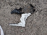 3VWBW7BU9TM****** Wrecked 2026 Volkswagen Jetta in Kentucky State
